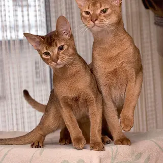 Abyssinian