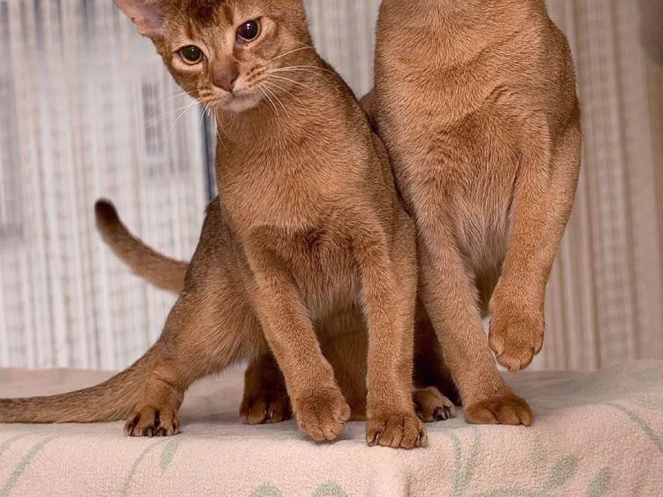Abyssinian