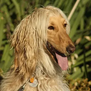 Afghan Hound