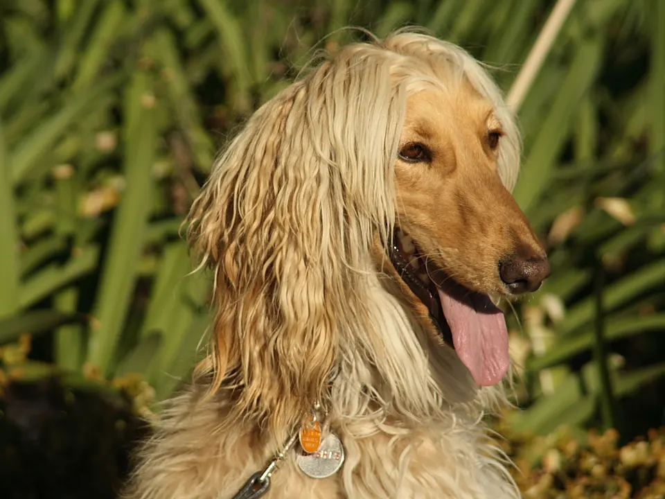 Afghan Hound
