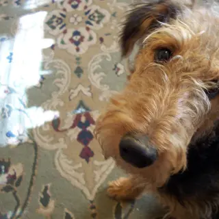 Airedale Terrier