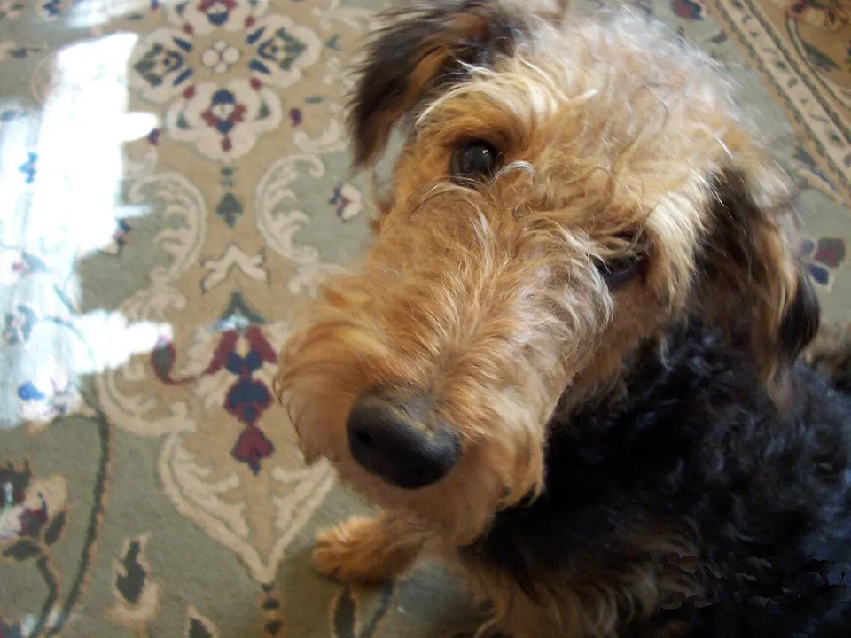 Airedale Terrier