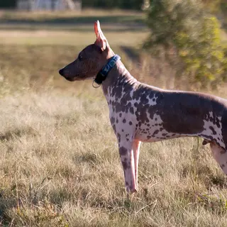 American Hairless Terrier