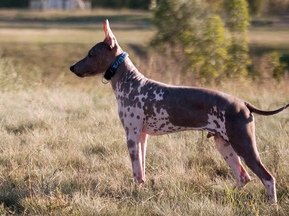 American Hairless Terrier