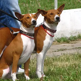 Basenji