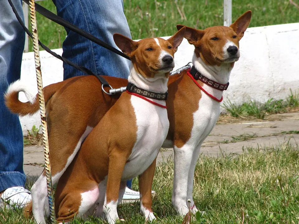 Basenji
