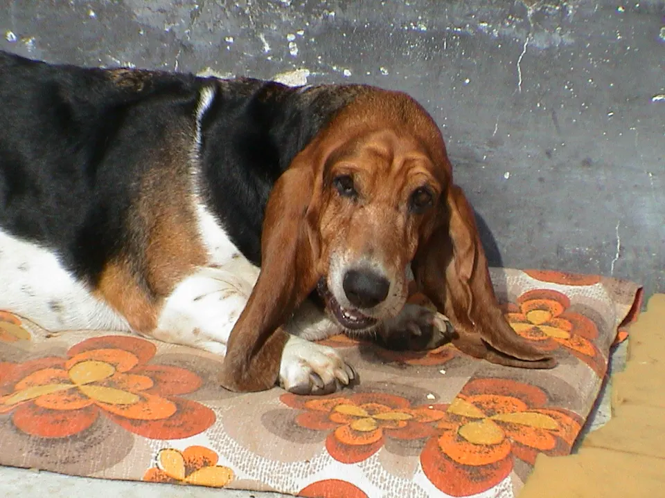 Basset Hound