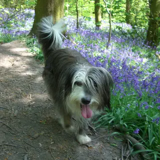 Bearded Collie