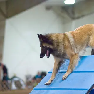 Belgian Tervuren