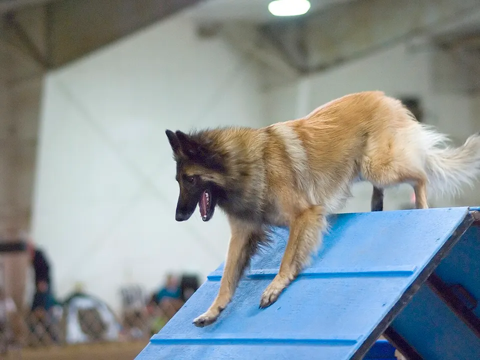 Belgian Tervuren