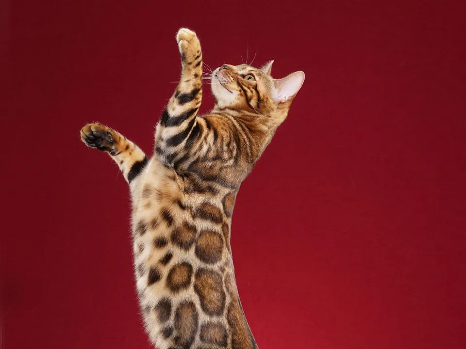 Bengal