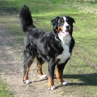 Bernese Mountain Dog