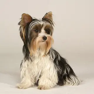 Biewer Terrier