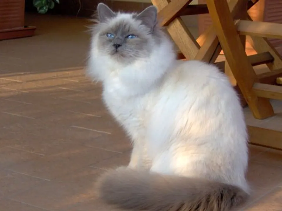 Birman