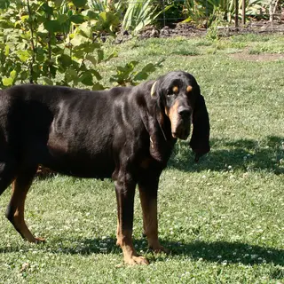 Black and Tan Coonhound