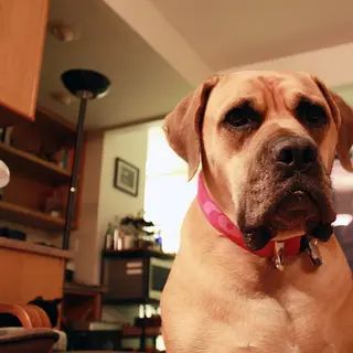 Boerboel