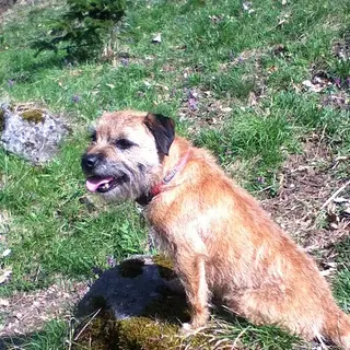 Border Terrier