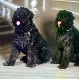 Bouvier des Flandres