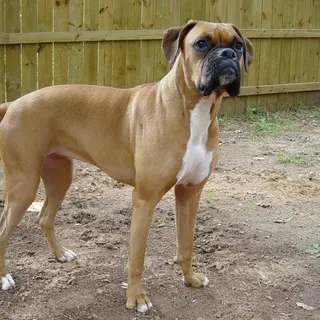 Boxer