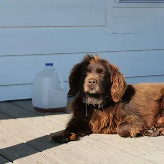 Boykin Spaniel