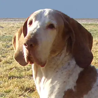 Bracco Italiano