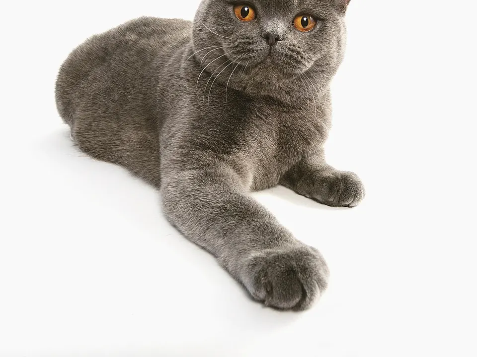 British Shorthair
