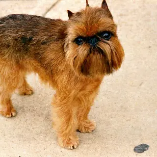 Brussels Griffon