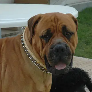 Bullmastiff
