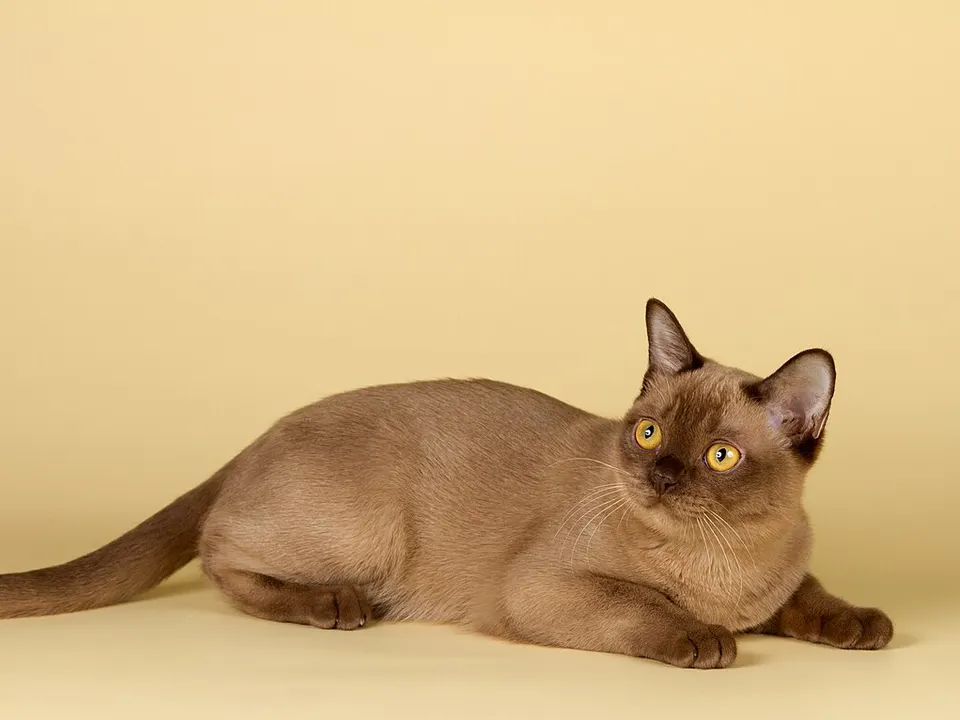 Burmese