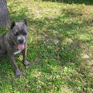 Cane Corso