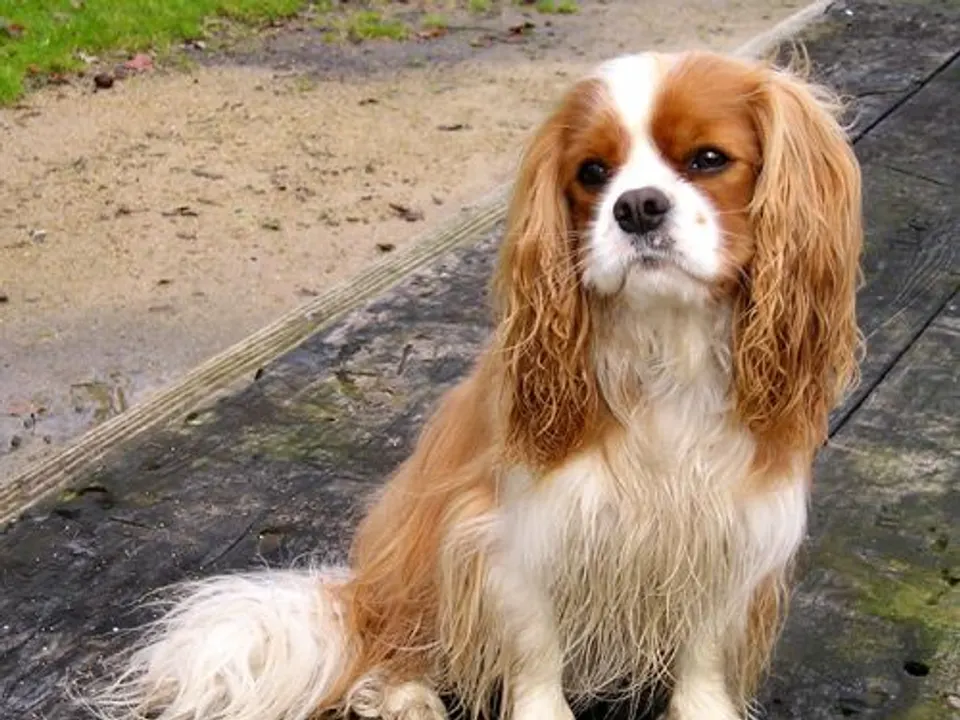 Cavalier King Charles Spaniel