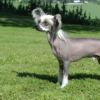 Chinese Crested