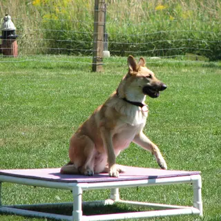 Chinook