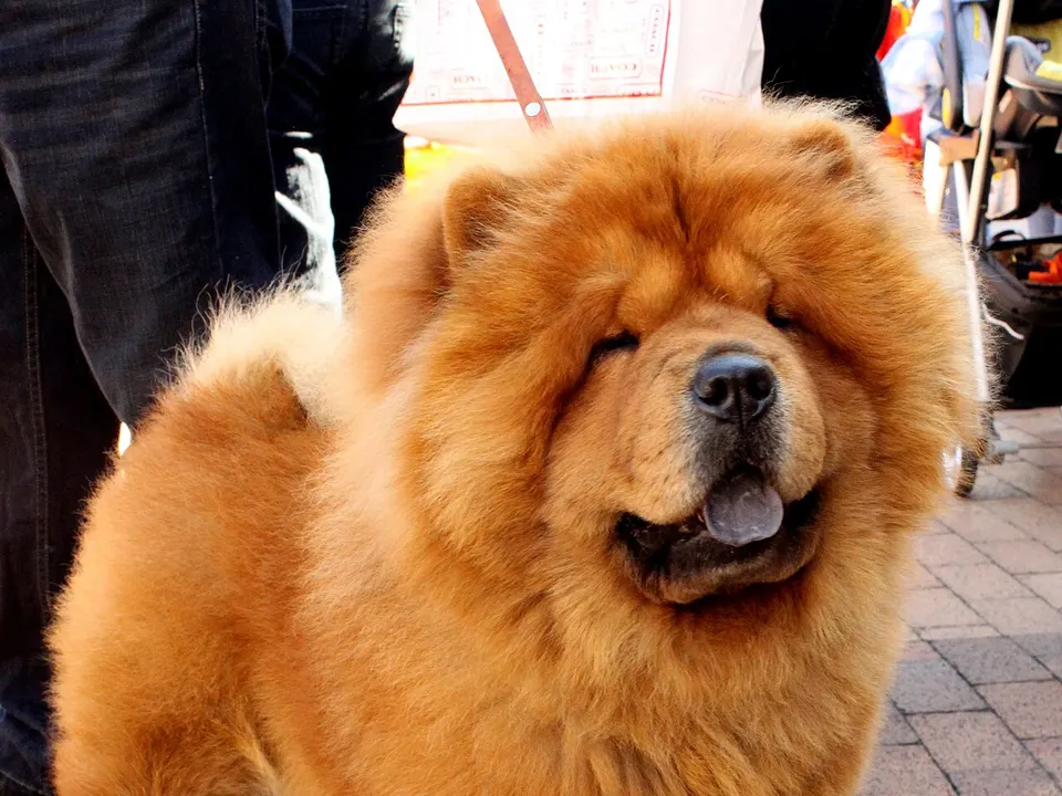 Chow Chow