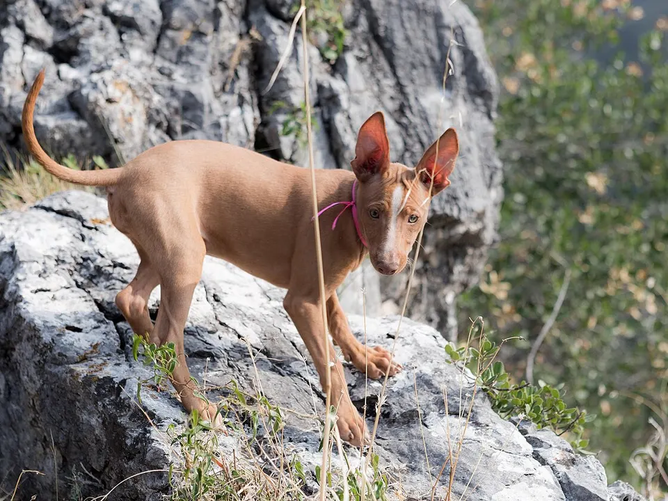 Cirneco dell’Etna