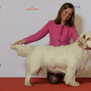 Clumber Spaniel