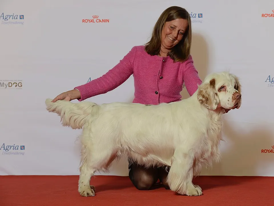 Clumber Spaniel