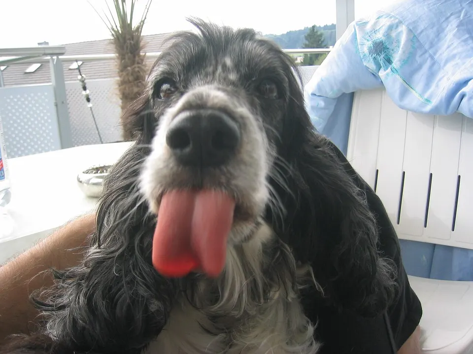 Cocker Spaniel