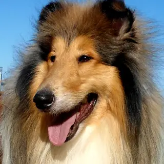Collie