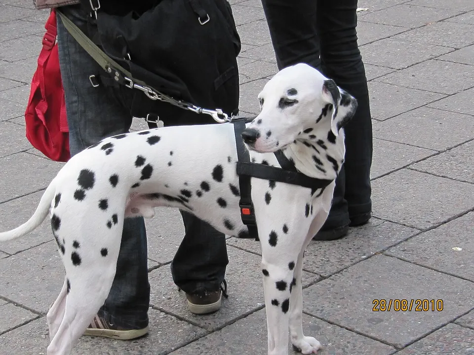 Dalmatian