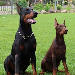 Doberman Pinscher