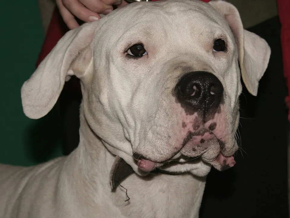 Dogo Argentino
