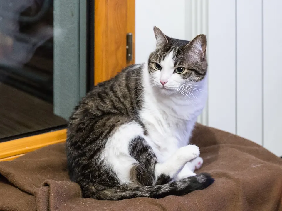 Domestic Shorthair