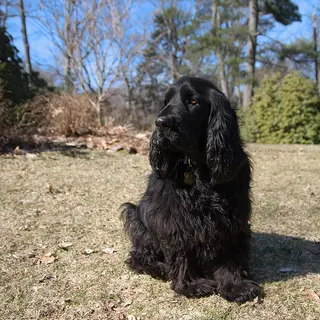 Field Spaniel