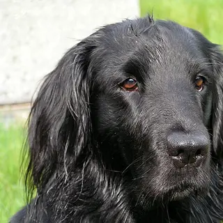 Flat-Coated Retriever