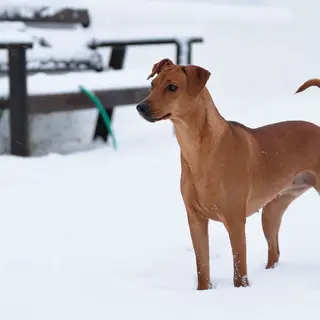 German Pinscher