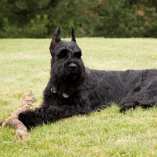 Giant Schnauzer