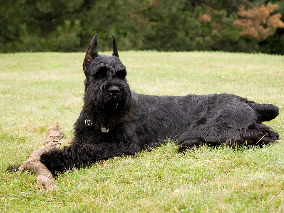 Giant Schnauzer