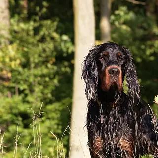 Gordon Setter
