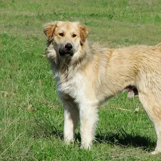 Great Pyrenees